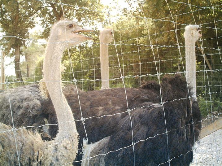 2004-08 Autruches 034.jpg